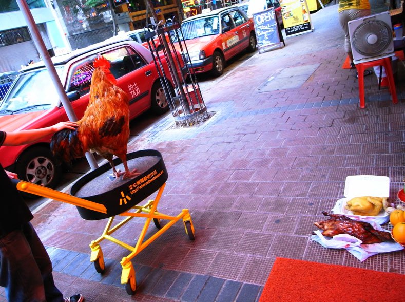 Spelers ontdekken het geheim van Chicken Road Casino Online Nederland in Netherlands Spelers ontdekken het geheim van Chicken Road Casino Online Nederland in Netherlands